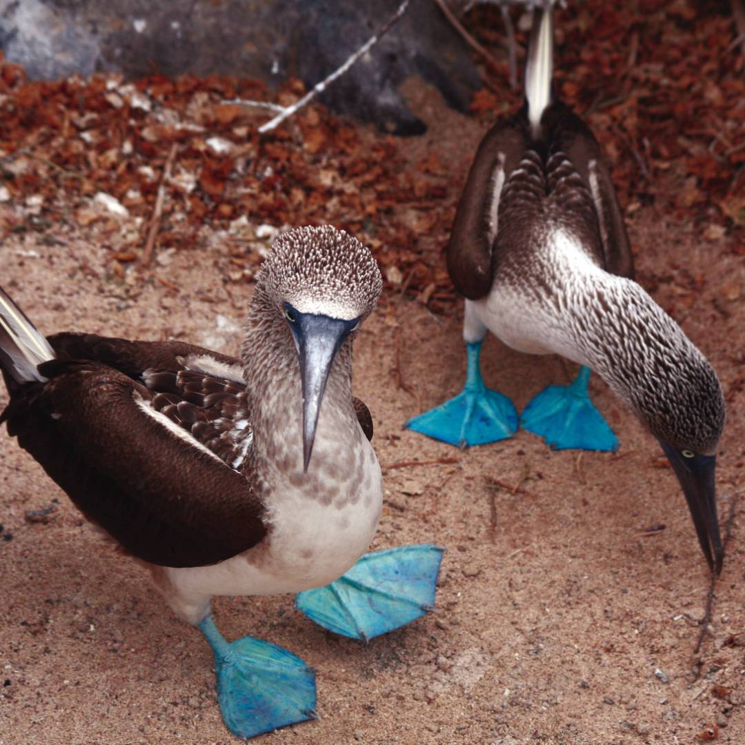 A pair of blue footed boobies looking to nest in the Galapagos Islands | Nigel Leadbitter