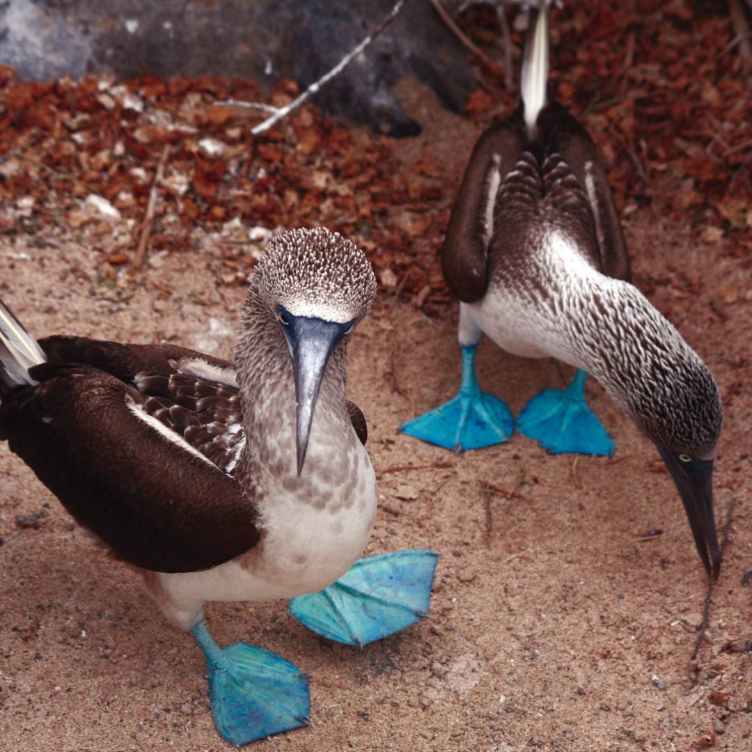 A pair of blue footed boobies looking to nest in the Galapagos Islands | Nigel Leadbitter