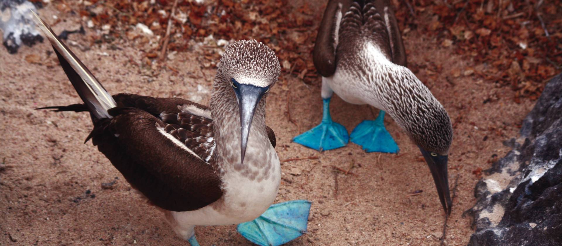 A pair of blue footed boobies looking to nest in the Galapagos Islands | Nigel Leadbitter
