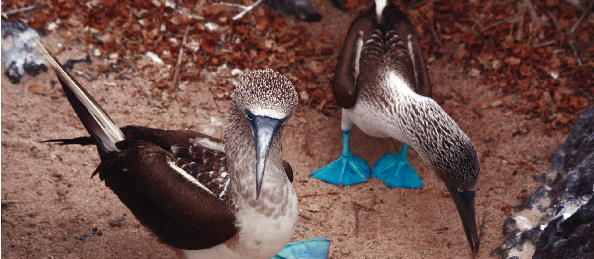 A pair of blue footed boobies looking to nest in the Galapagos Islands | Nigel Leadbitter