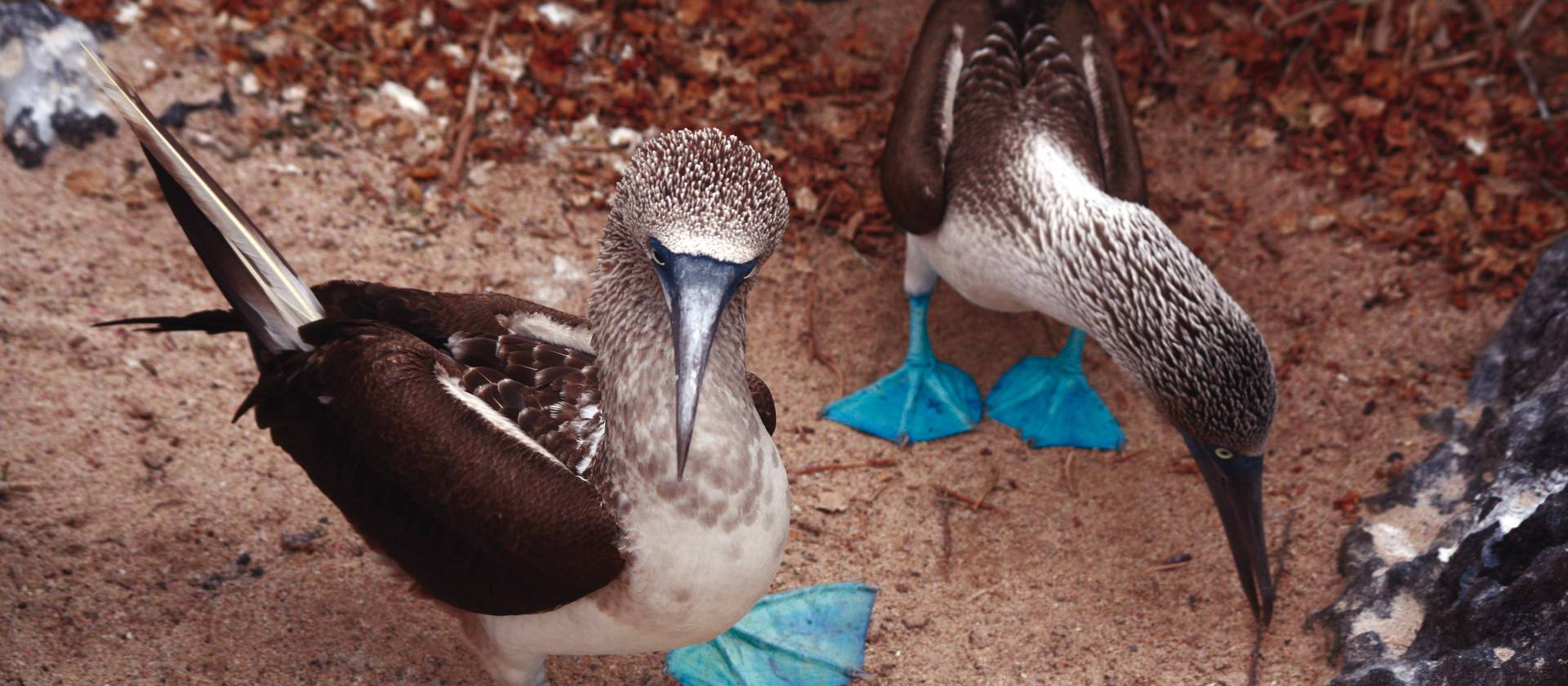 A pair of blue footed boobies looking to nest in the Galapagos Islands | Nigel Leadbitter