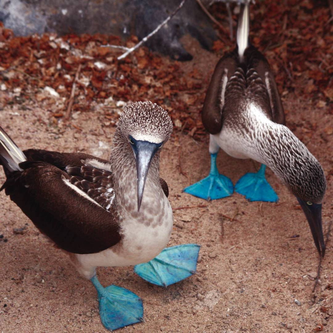A pair of blue footed boobies looking to nest in the Galapagos Islands | Nigel Leadbitter