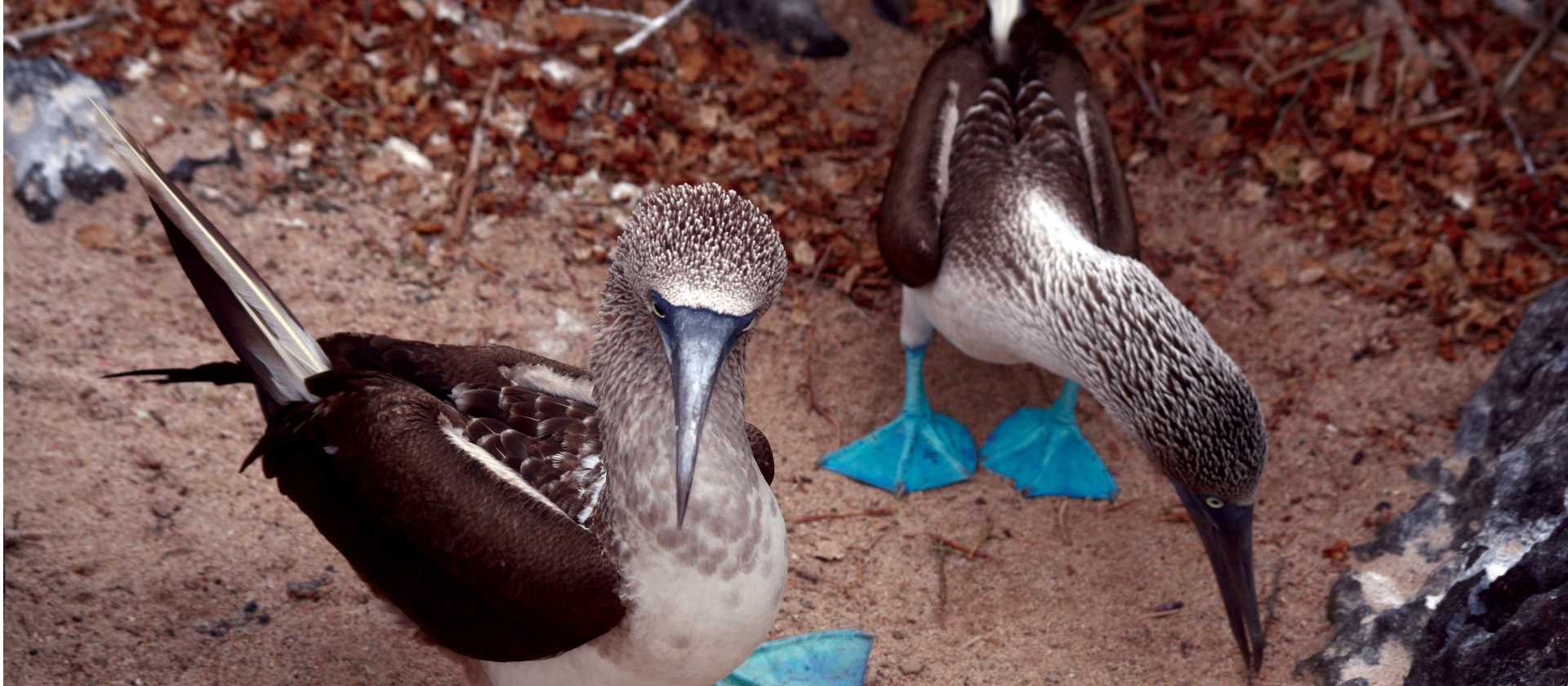 A pair of blue footed boobies looking to nest in the Galapagos Islands | Nigel Leadbitter