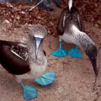 A pair of blue footed boobies looking to nest in the Galapagos Islands | Nigel Leadbitter