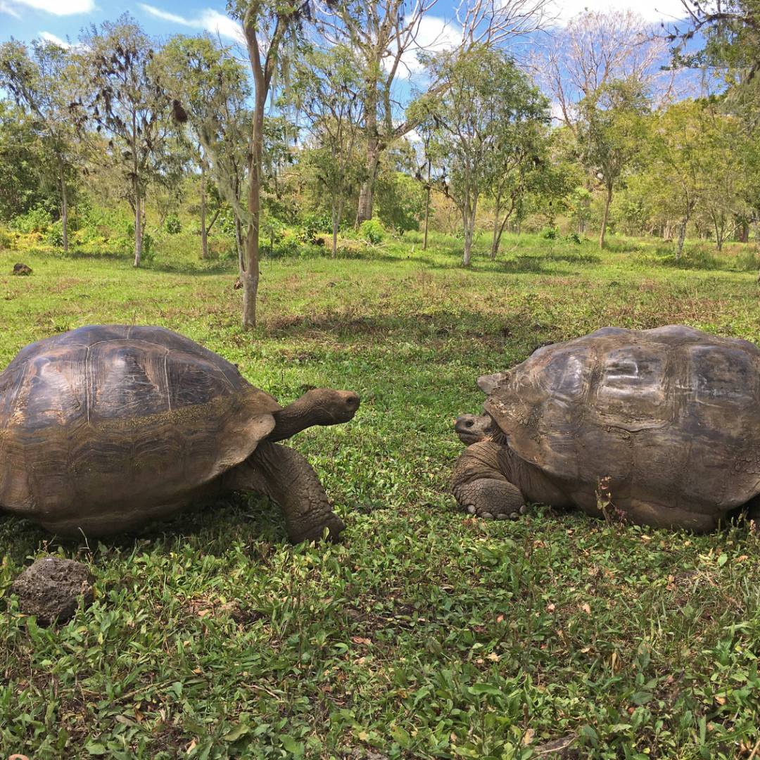 Meet giant tortoises on your Galapagos holiday | Janet Dutton