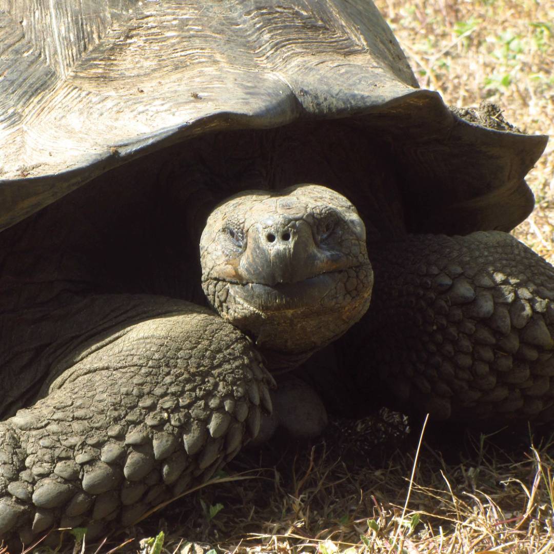 The giant Galapagos Turtle is native to the Galapagos Islands | Marta Ticha