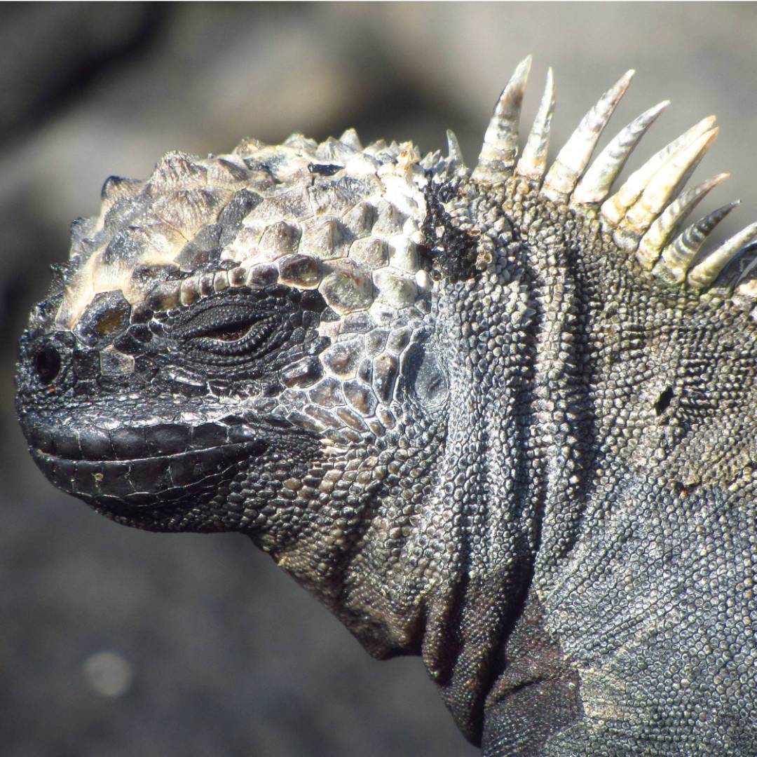 Up close with native marine Iguana | Marta Ticha