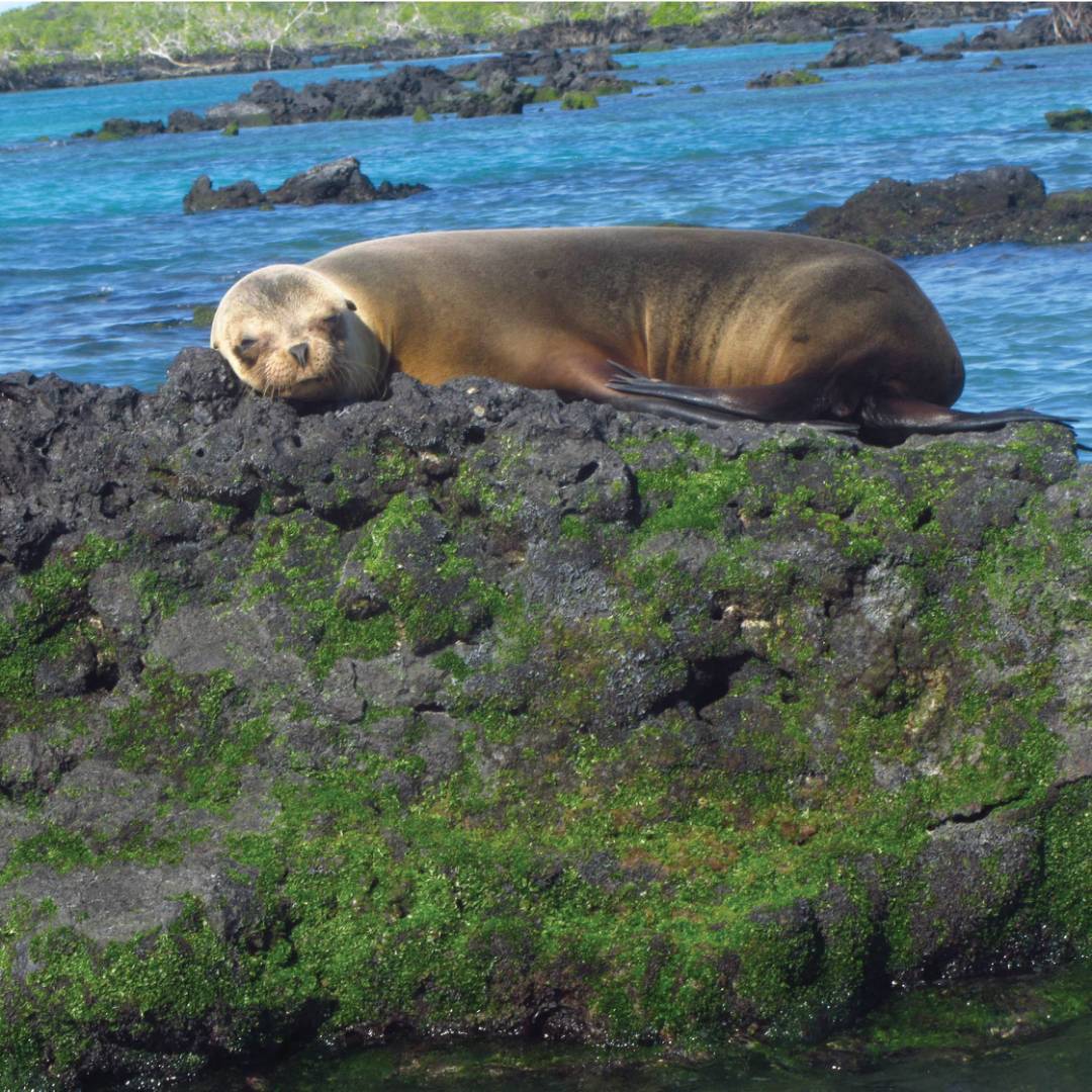 Galapagos fur seal enjoying the warm sunshine | Marta Ticha
