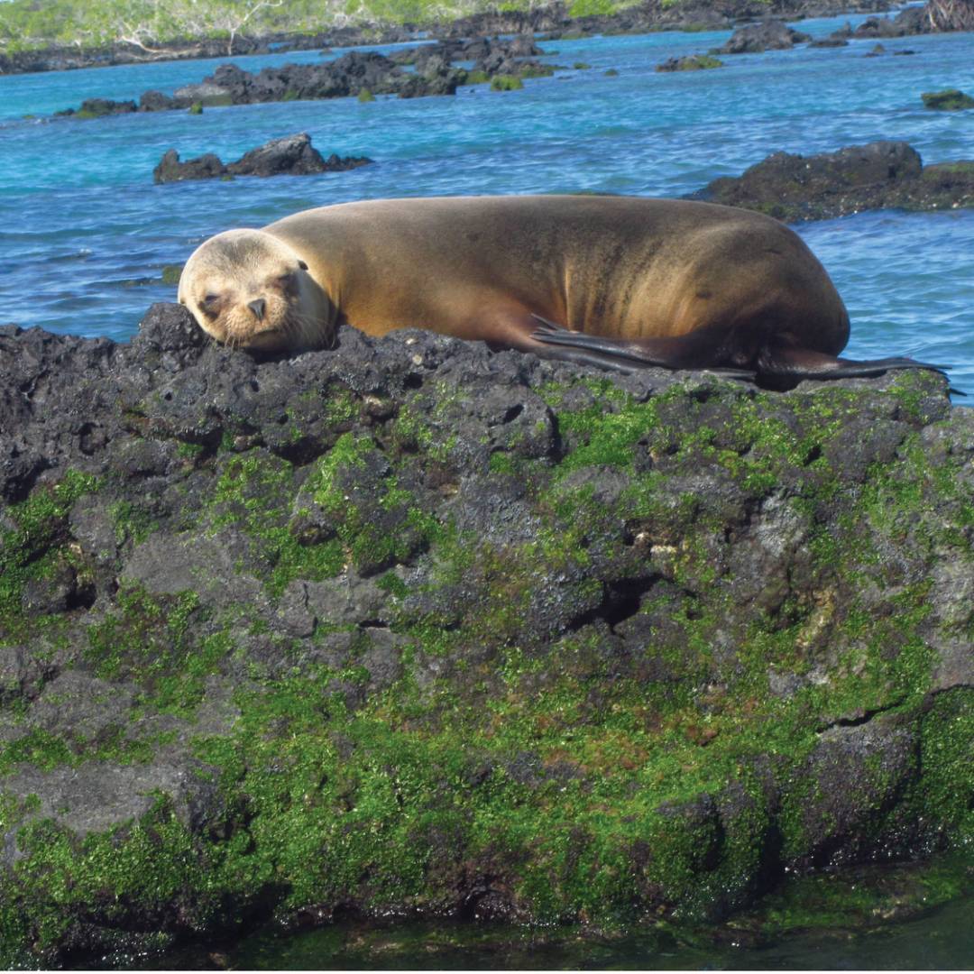Galapagos fur seal enjoying the warm sunshine | Marta Ticha