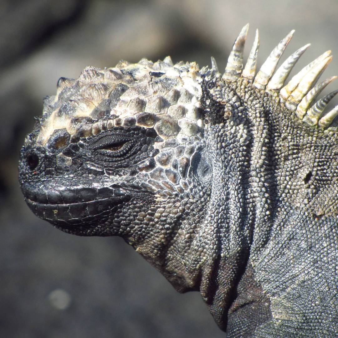 Up close with native marine Iguana | Marta Ticha