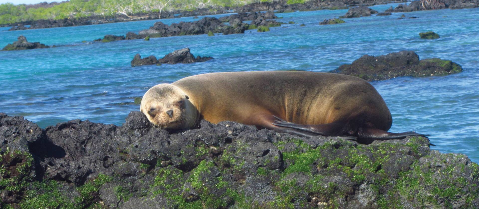 Galapagos fur seal enjoying the warm sunshine | Marta Ticha