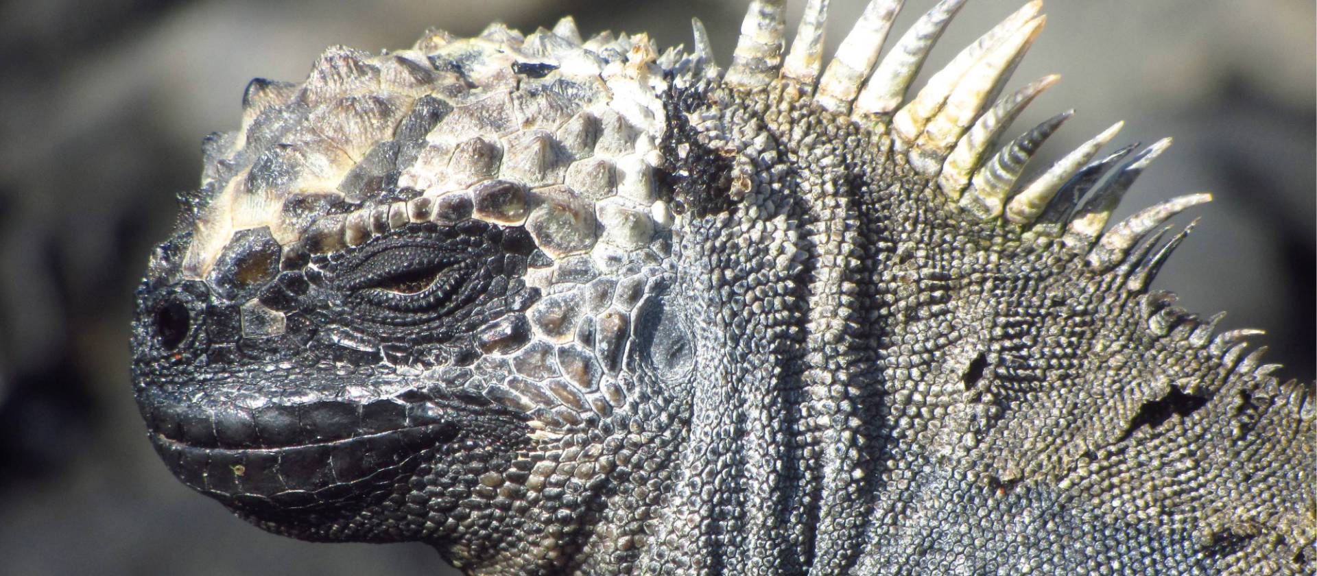 Up close with native marine Iguana | Marta Ticha