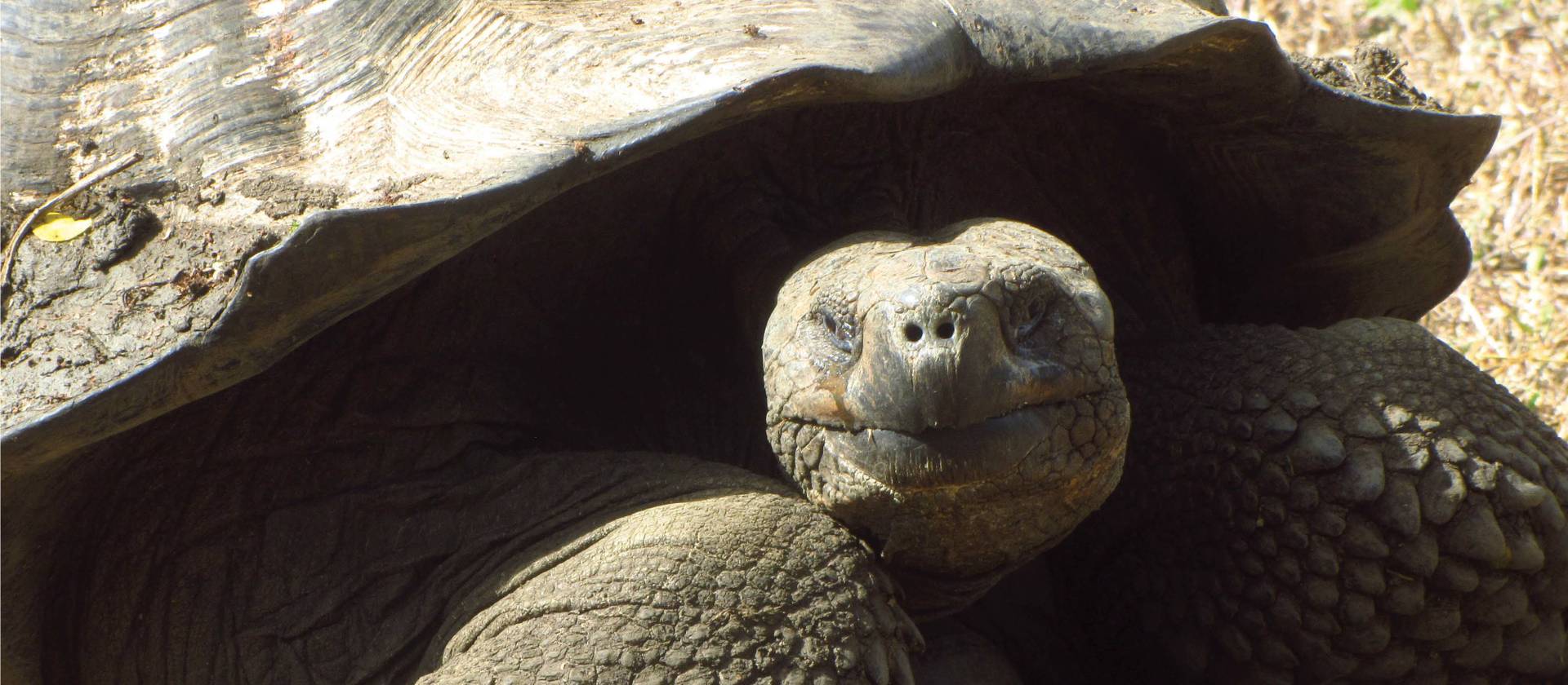 The giant Galapagos Turtle is native to the Galapagos Islands | Marta Ticha