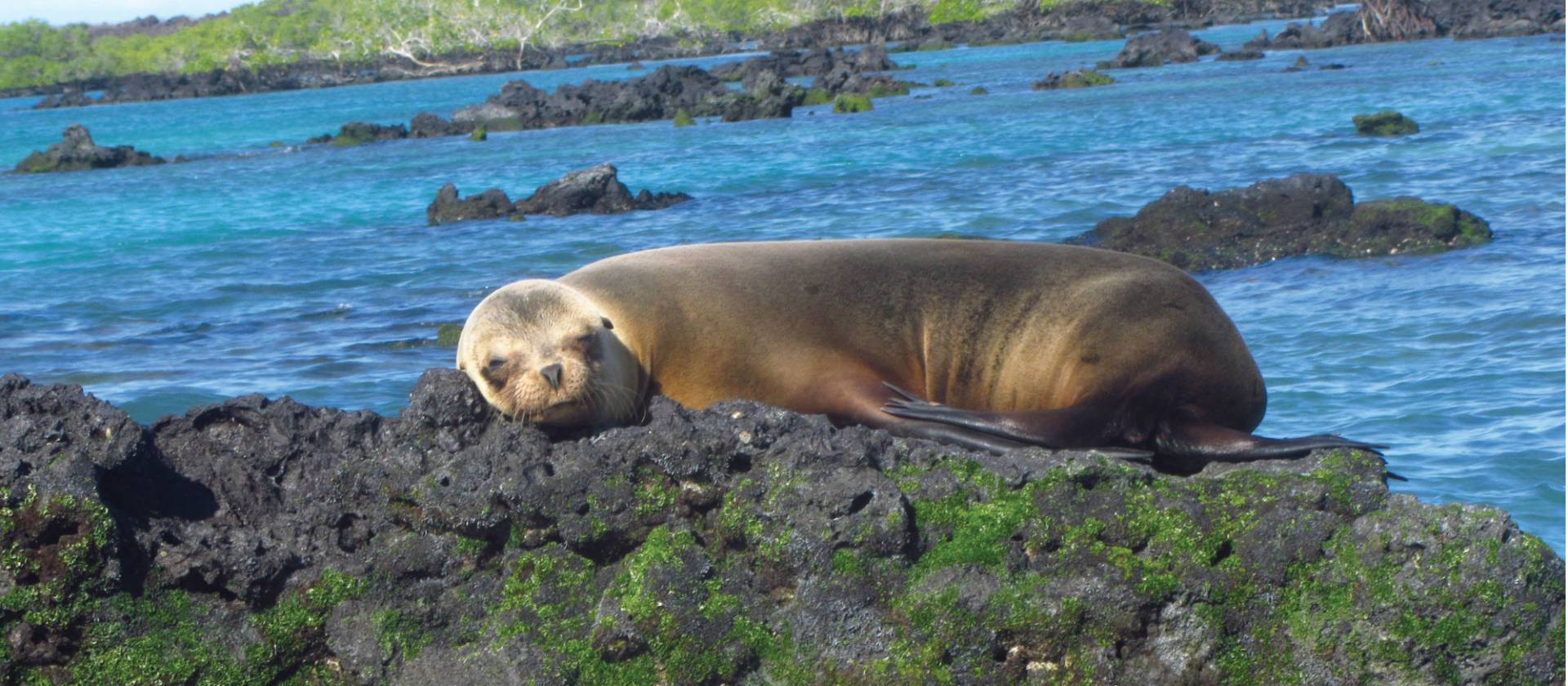 Galapagos fur seal enjoying the warm sunshine | Marta Ticha