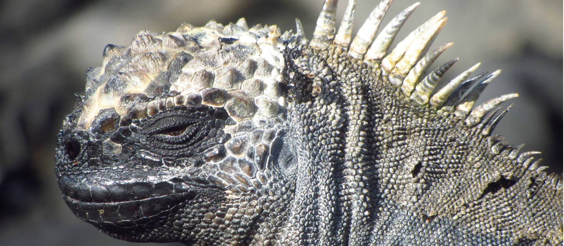 Up close with native marine Iguana | Marta Ticha