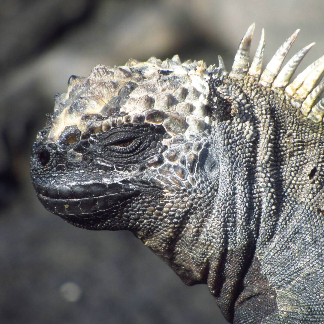 Up close with native marine Iguana | Marta Ticha
