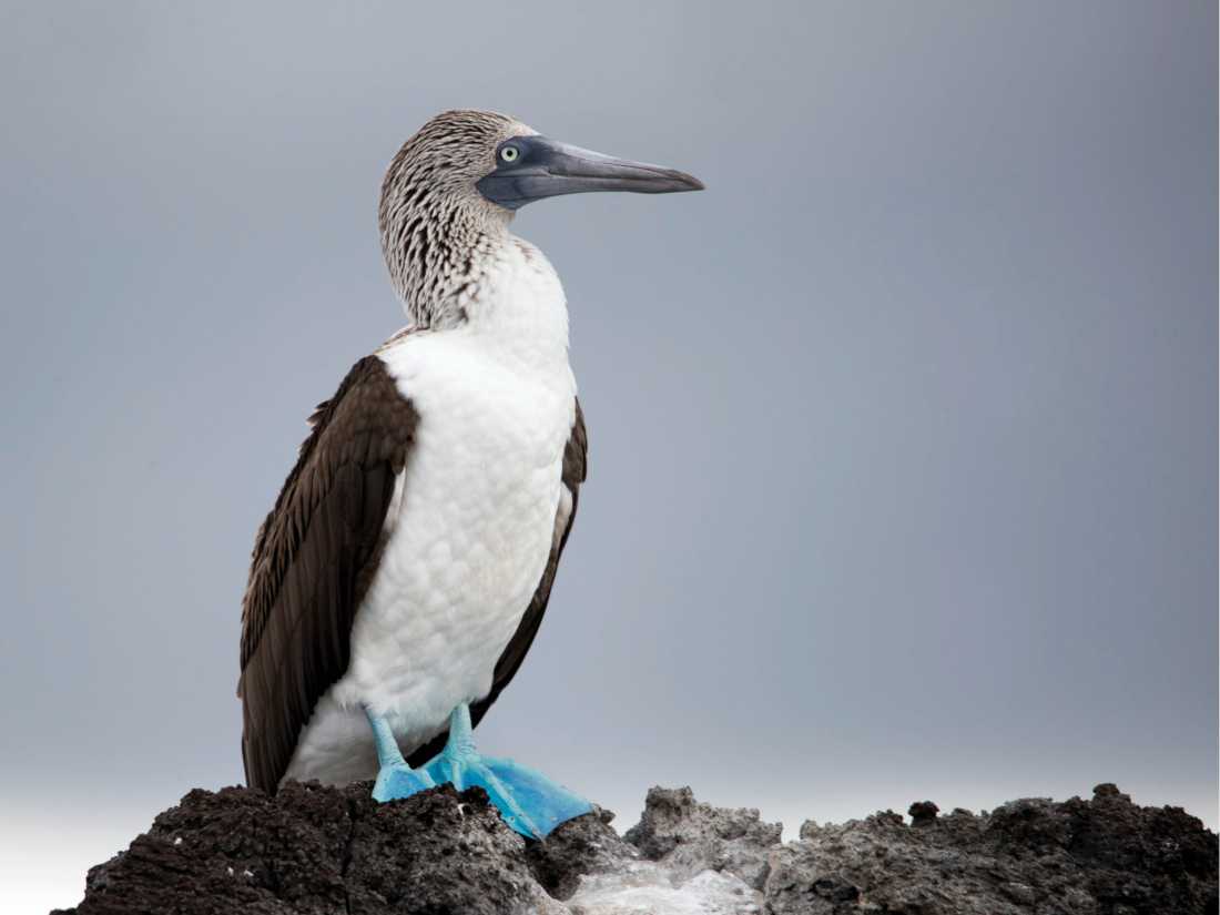 A Blue-footed booby   |  Alex Cearns | Houndstooth Studios