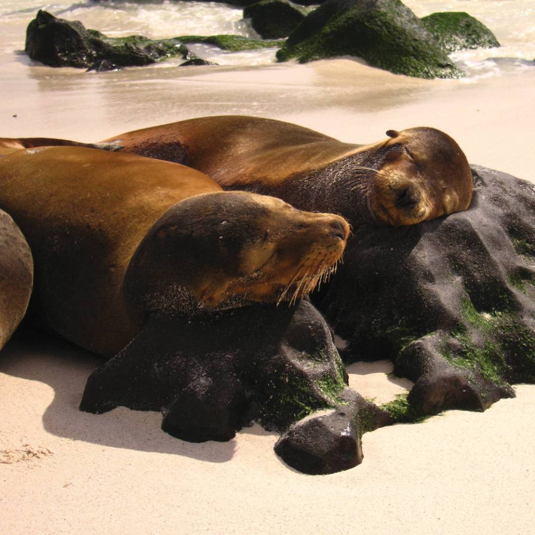 Sea lions resting, Galapagos Islands | Ian Cooper