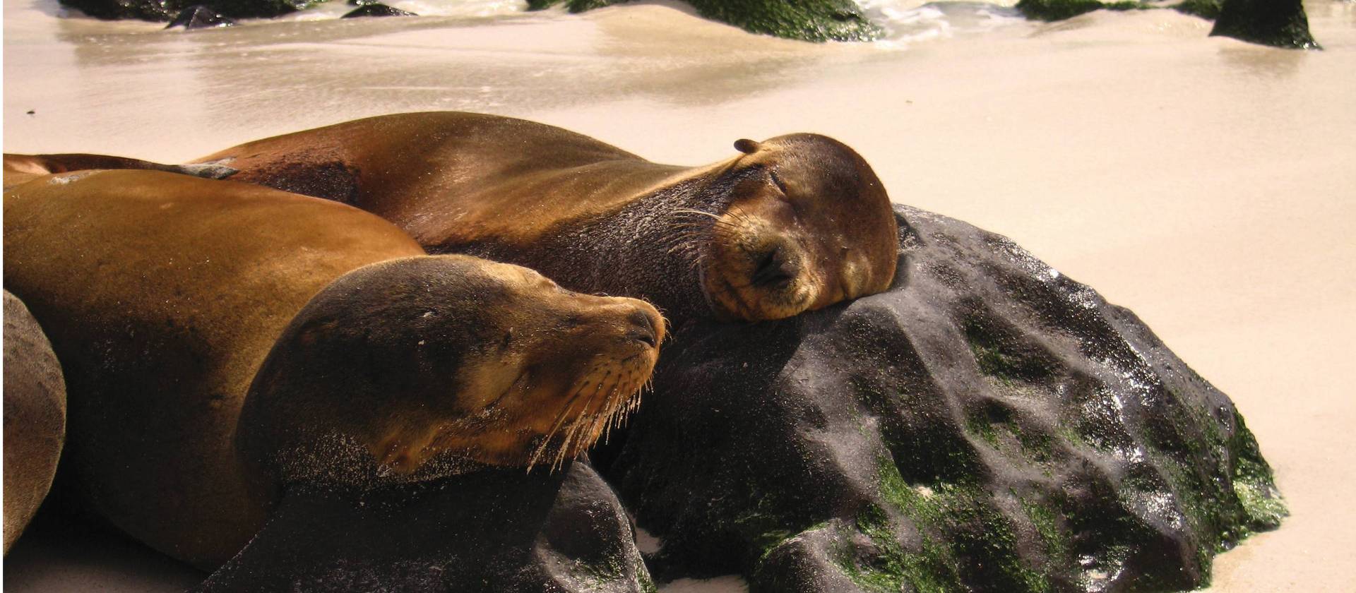 Sea lions resting, Galapagos Islands | Ian Cooper