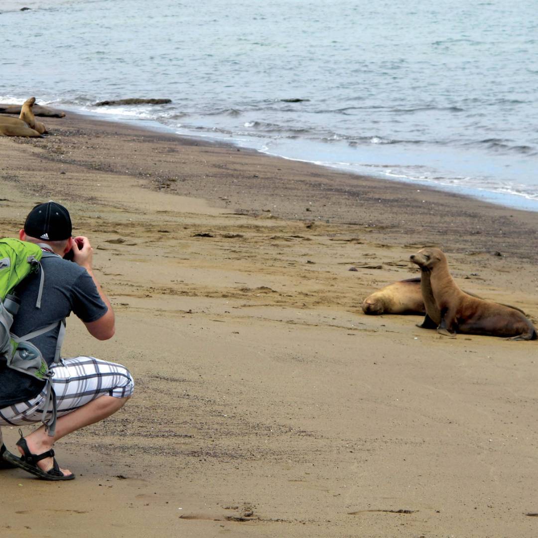 Photographing the Galapagos fur seals on the beach | Kate Harper
