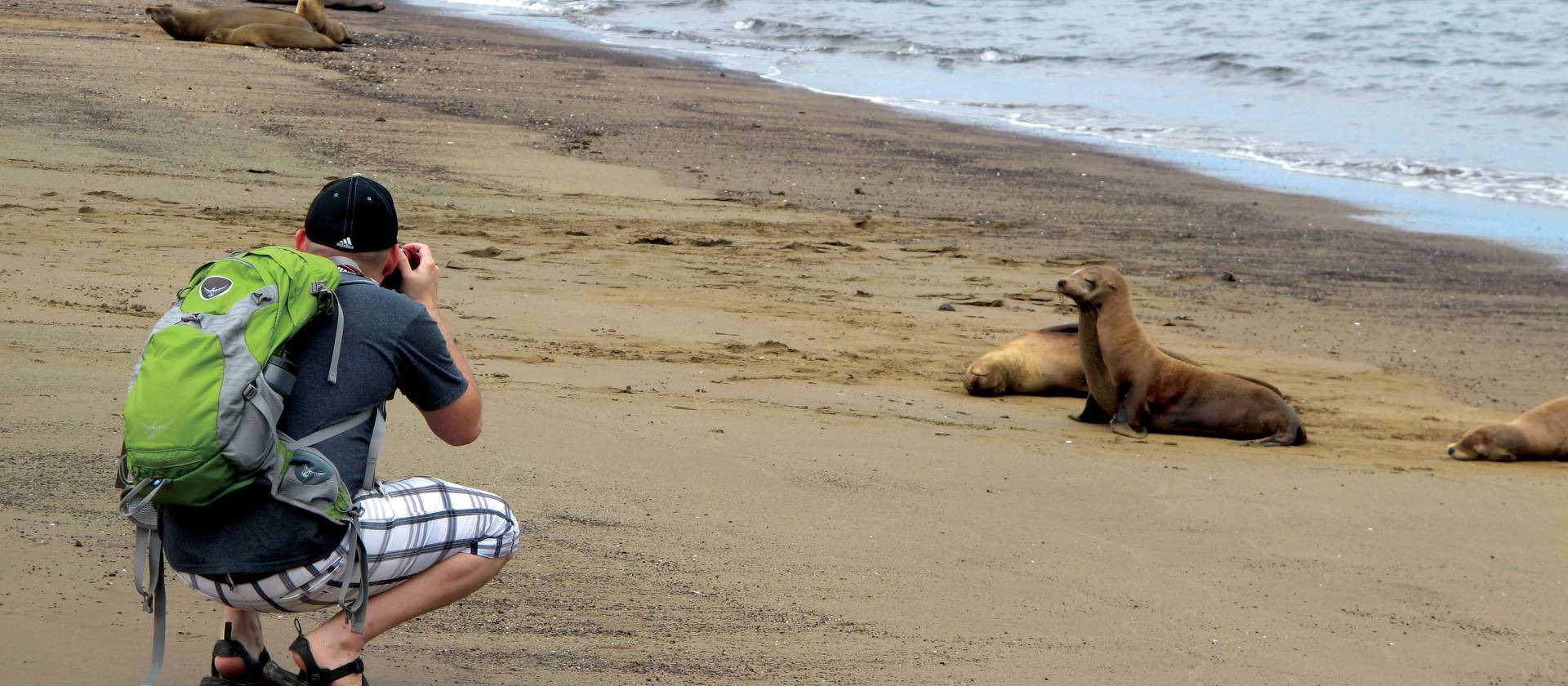 Photographing the Galapagos fur seals on the beach | Kate Harper