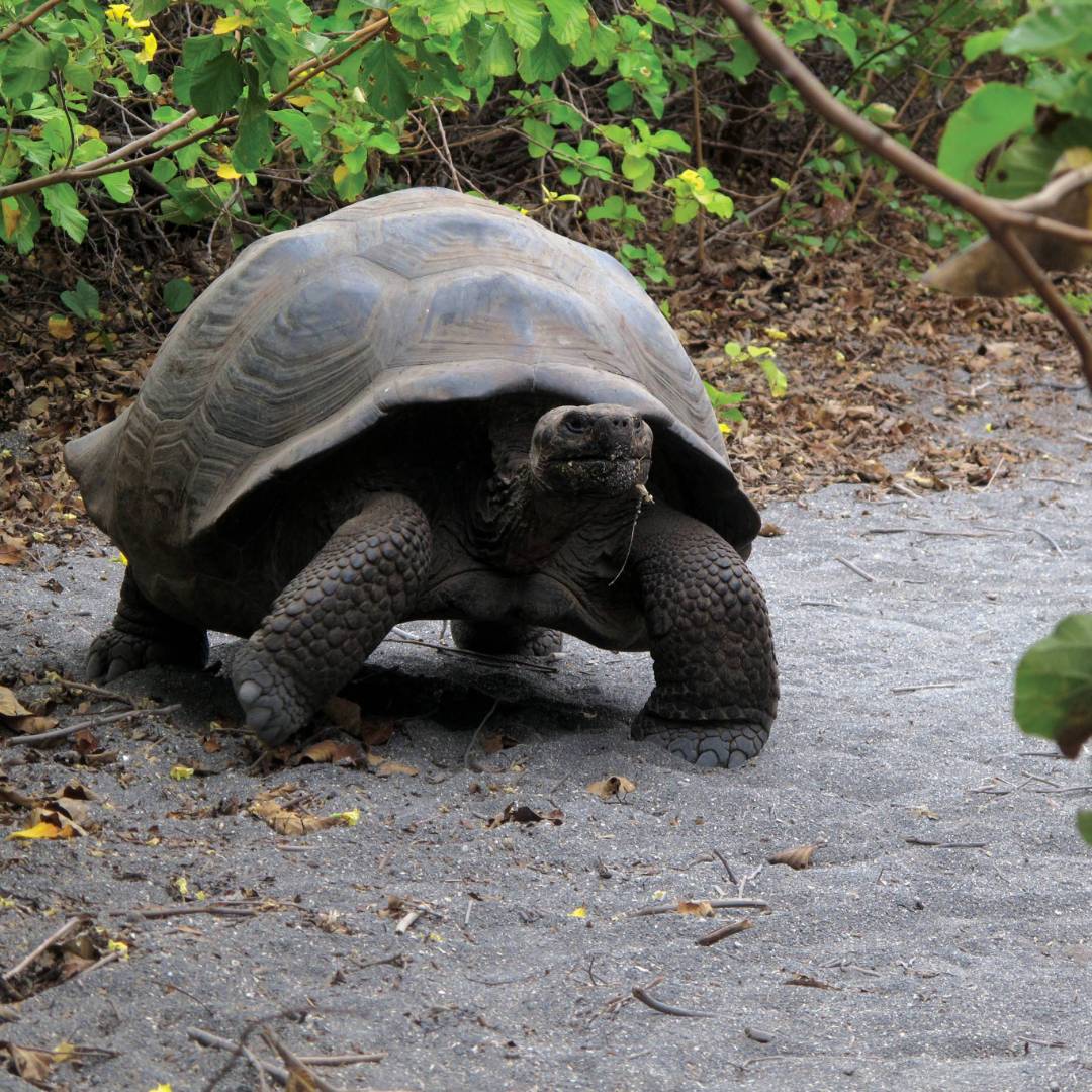 Beautiful Galapagos tortoise enjoying some sun | Kate Harper