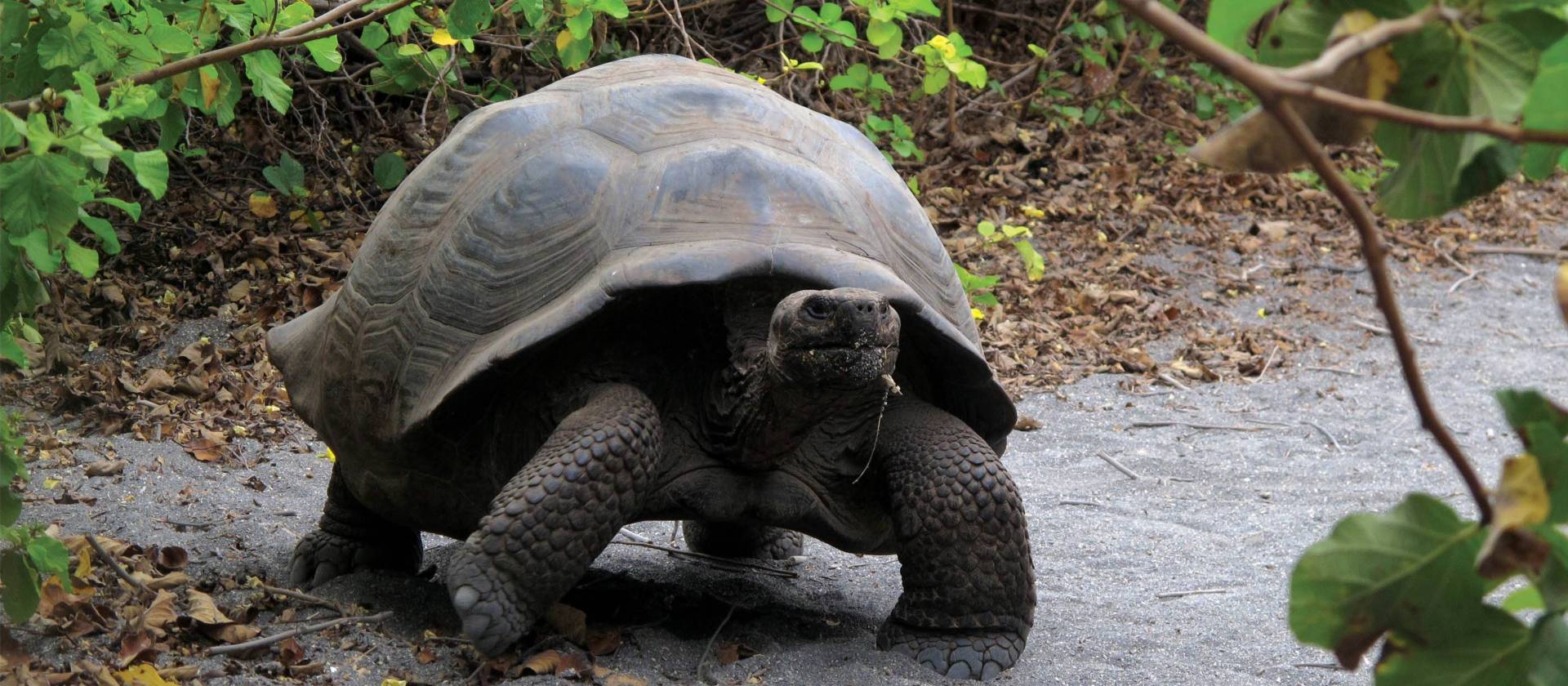 Beautiful Galapagos tortoise enjoying some sun | Kate Harper