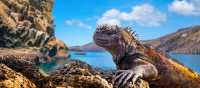 Observe marine iguanas basking along the Galapagos shoreline