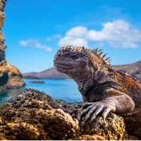 Observe marine iguanas basking along the Galapagos shoreline
