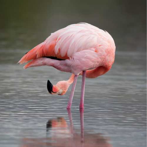 Flamingo in the Galapagos Islands