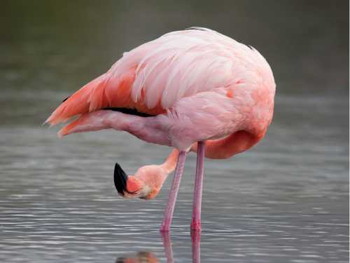 Flamingo in the Galapagos Islands |  Alex Cearns | Houndstooth Studios