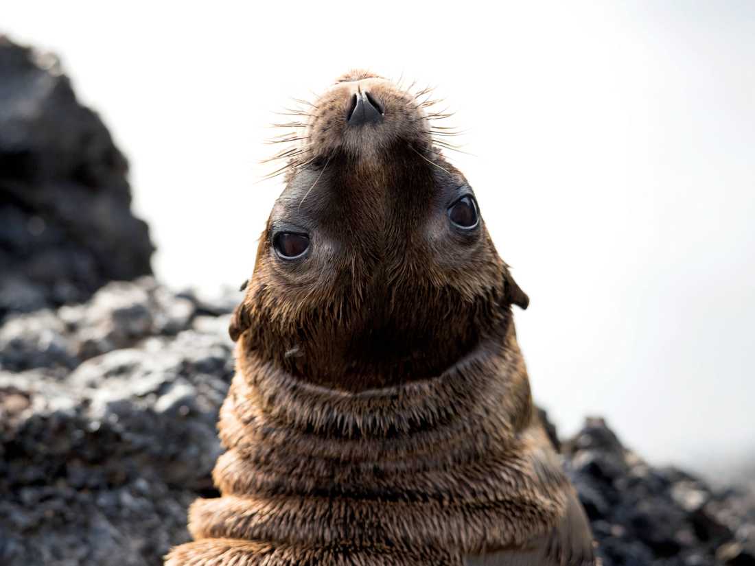 A fur seal poses for the camera |  Alex Cearns | Houndstooth Studios
