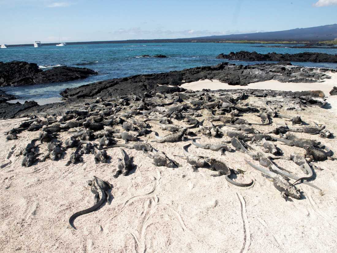 Marine Iguanas dotted across the beach front in the Galapagos |  Alex Cearns | Houndstooth Studios