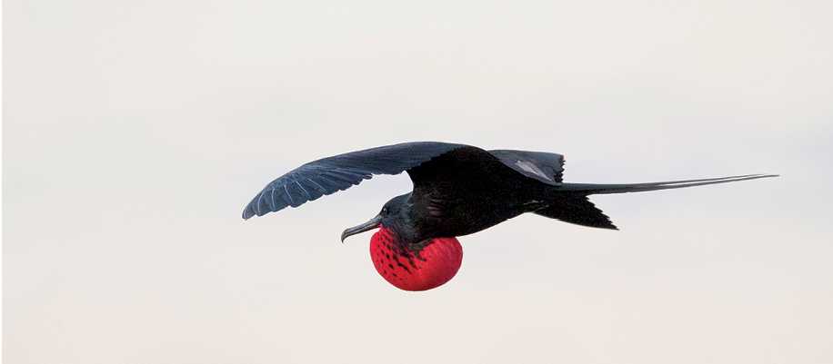 Magnificent frigatebird soaring over the Galapagos Islands | Alex Cearns | Houndstooth Studios