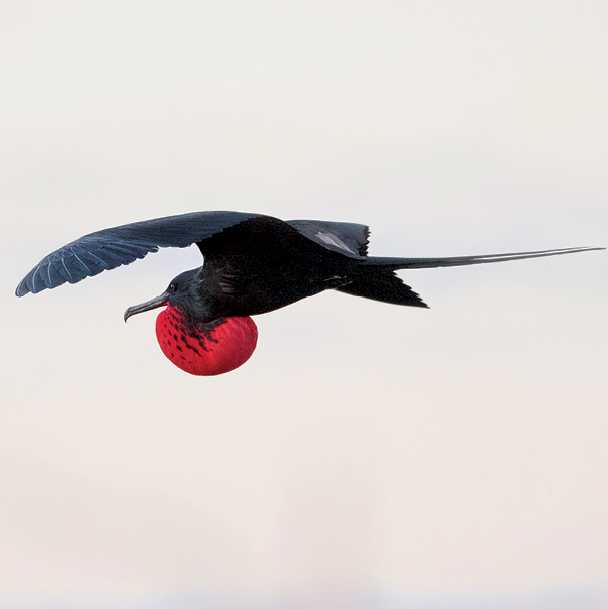 Magnificent frigatebird soaring over the Galapagos Islands | Alex Cearns | Houndstooth Studios