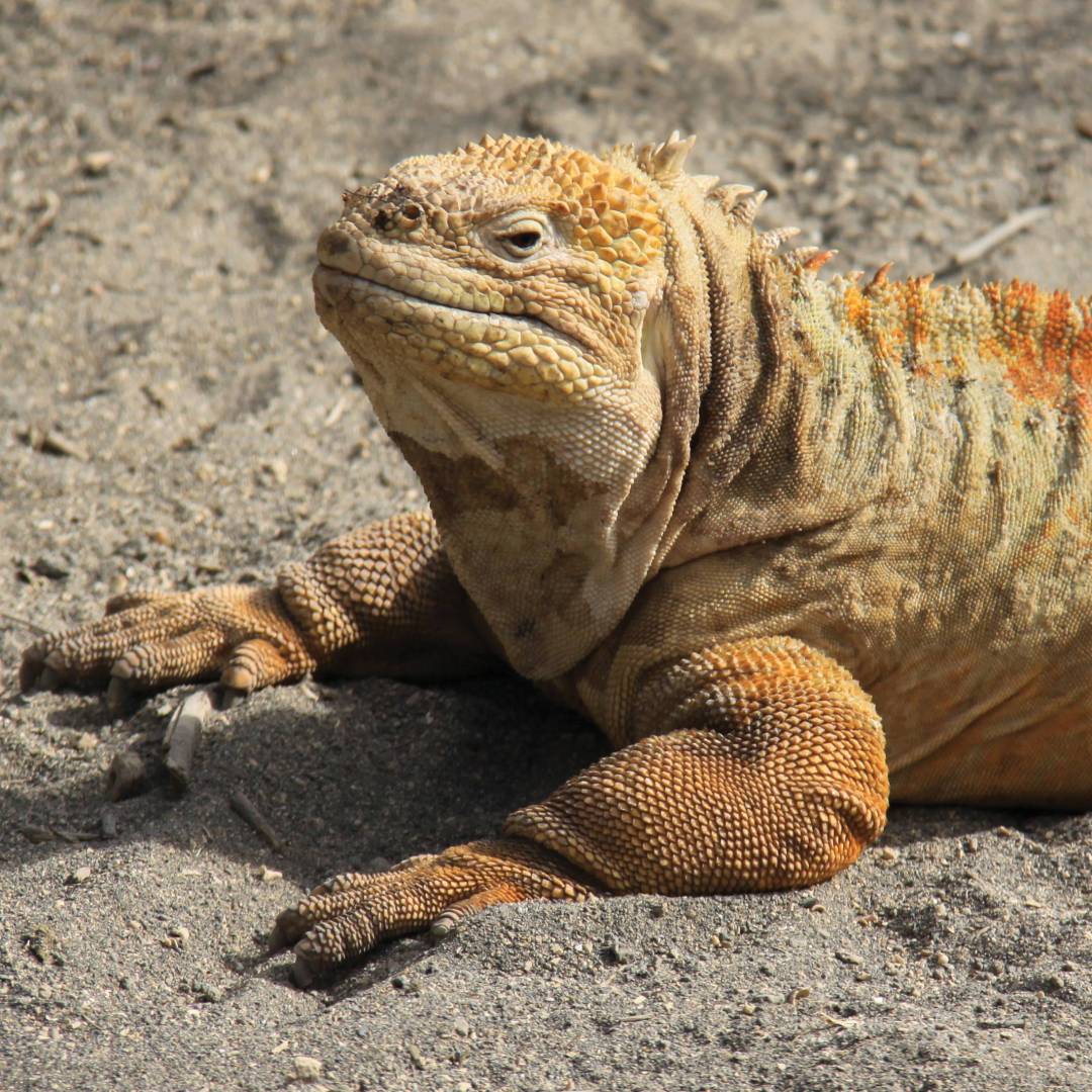 Galapagos land iguana | Ken Harris