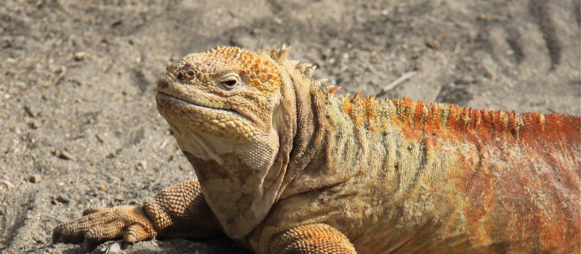 Galapagos land iguana | Ken Harris