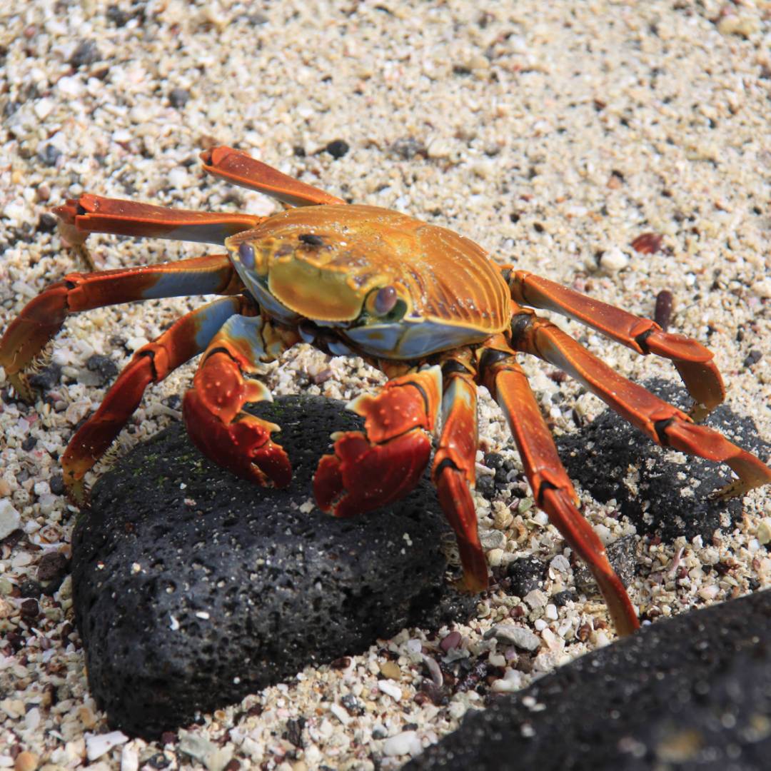 Red rock crab, Galapagos islands | Ken Harris