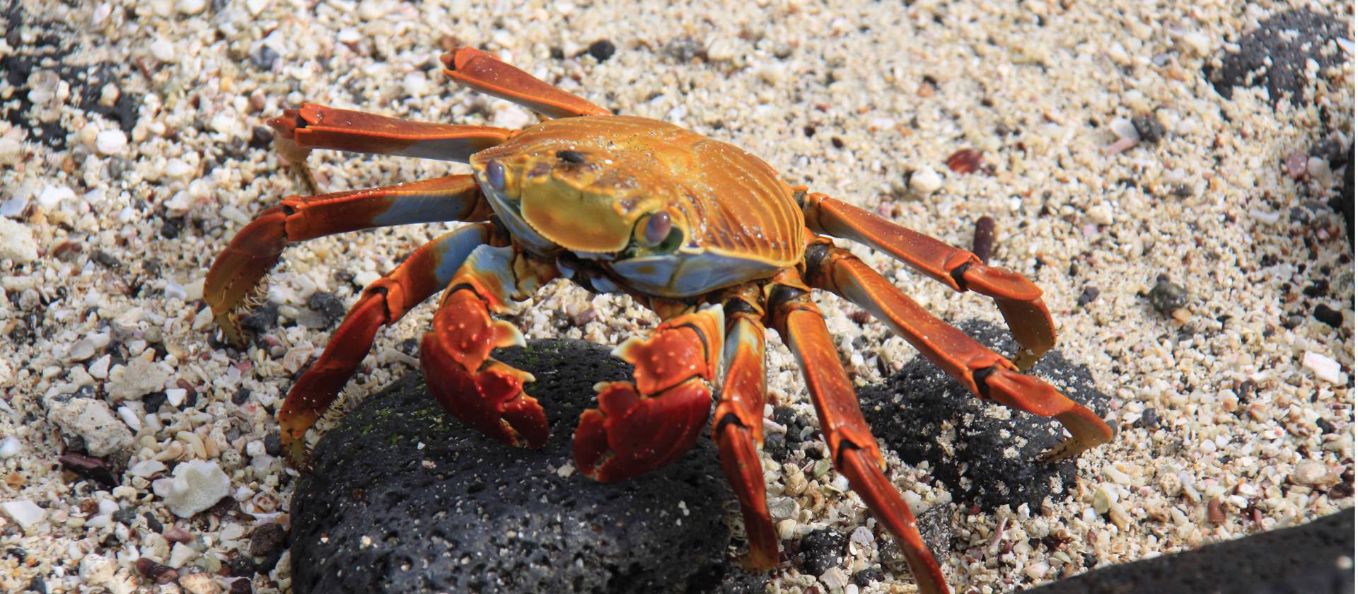 Red rock crab, Galapagos islands | Ken Harris