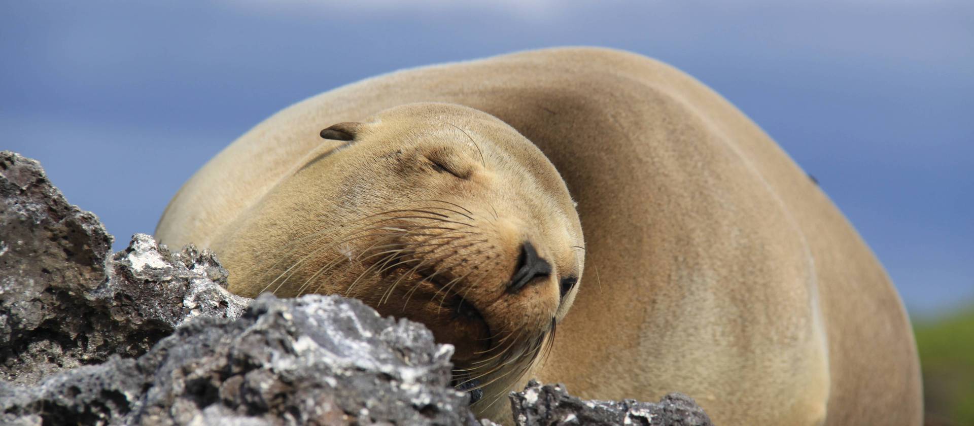 Sea Lion in the Galapagos islands | Ken Harris