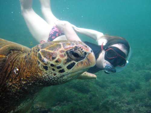 Snorkeling up close with a giant sea turtle