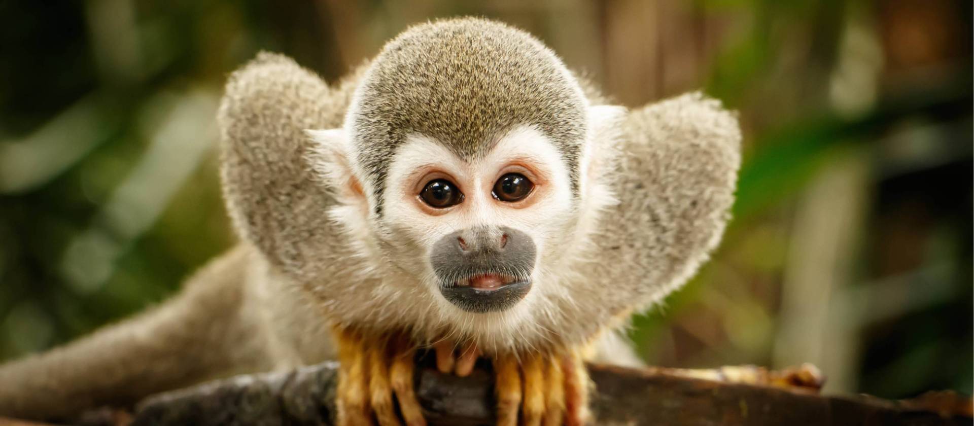 A Squirrel Monkey demands to be noticed, Ecuadorian Amazon