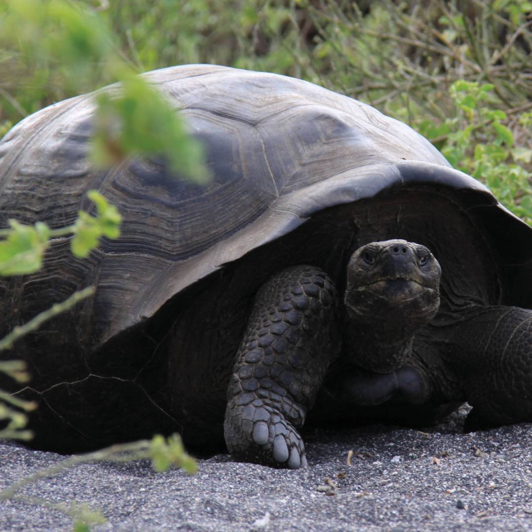 The Galapagos giant tortoise is the largest living species and native to the islands of the Galapagos | Ken Harris