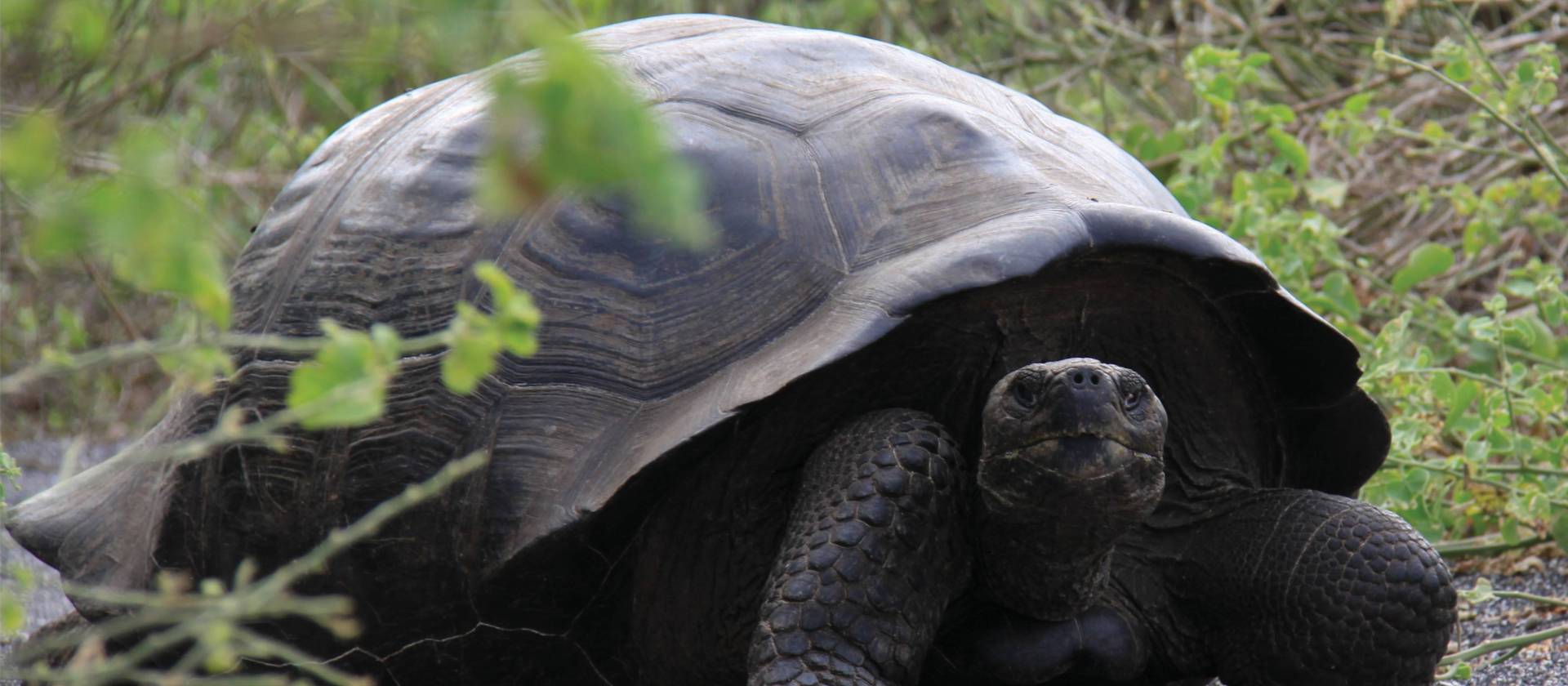 The Galapagos giant tortoise is the largest living species and native to the islands of the Galapagos | Ken Harris