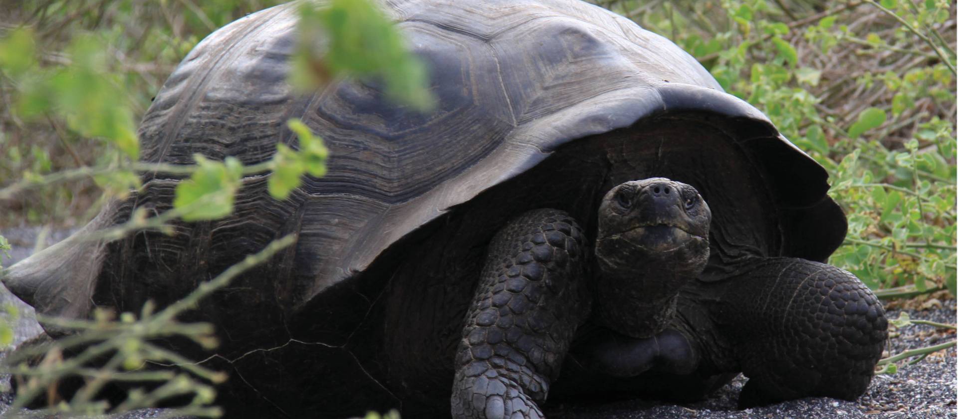 The Galapagos giant tortoise is the largest living species and native to the islands of the Galapagos | Ken Harris