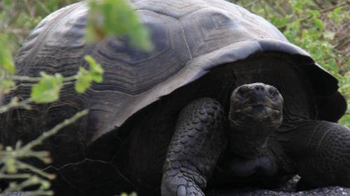 The Galapagos giant tortoise is the largest living species and native to the islands of the Galapagos | Ken Harris