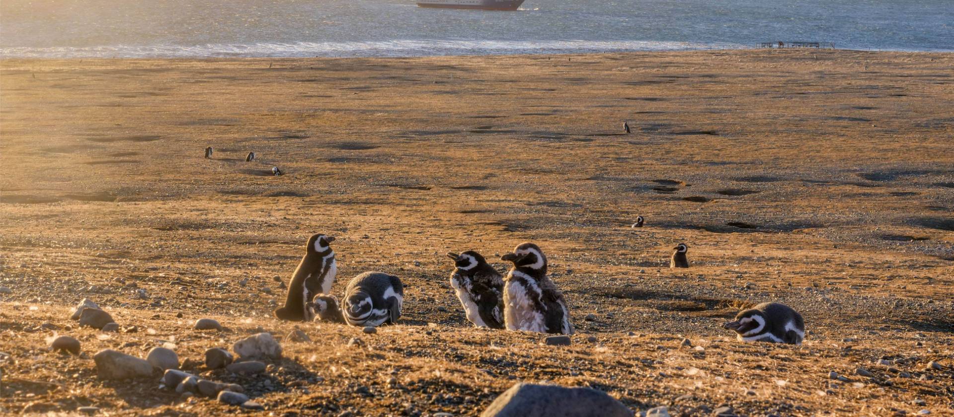 Magellanic penguins on Magdelena Island, Chile