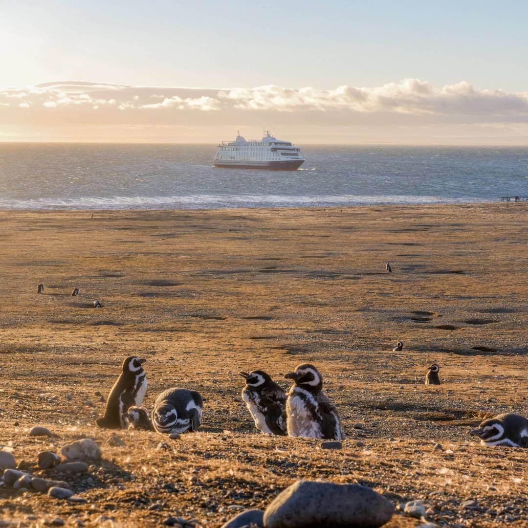 Magellanic penguins on Magdelena Island, Chile