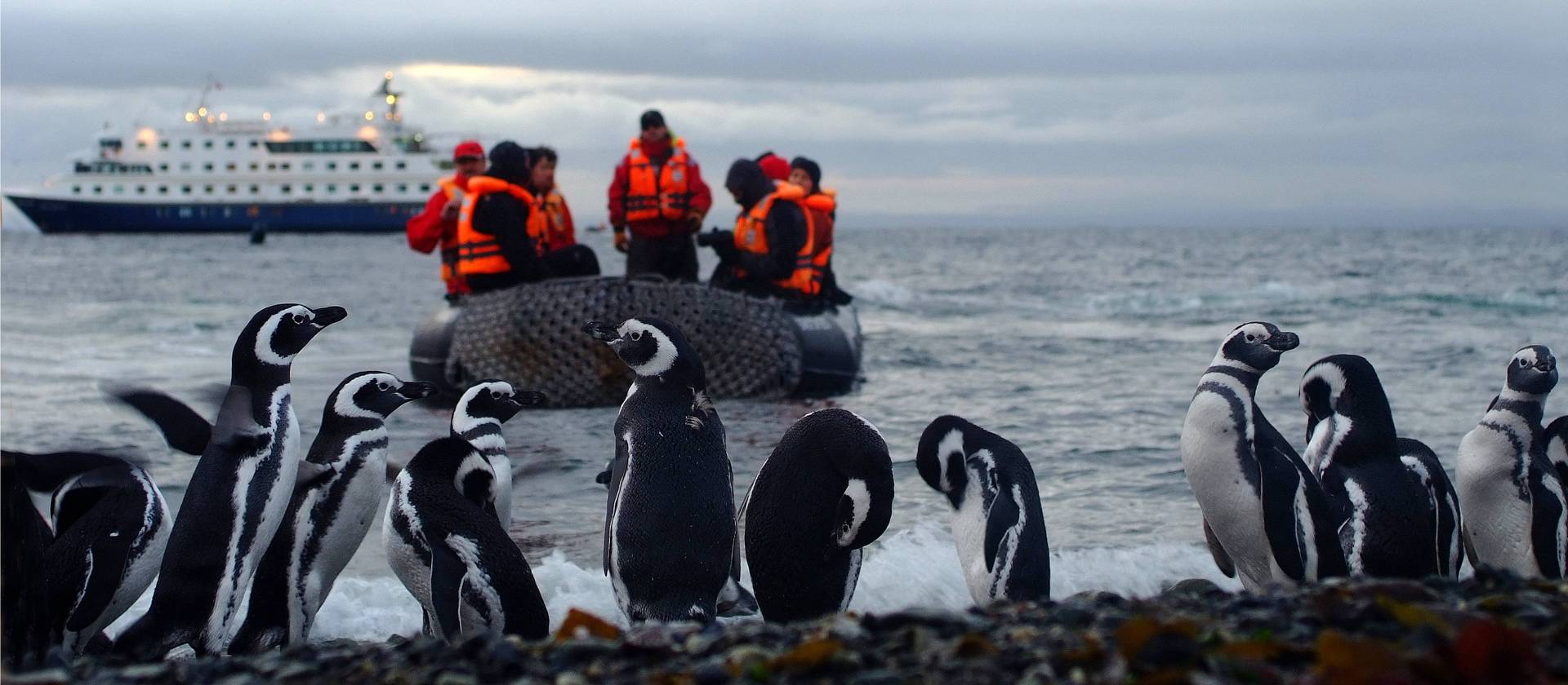 A group of penguins on our cruise to Cape Horne