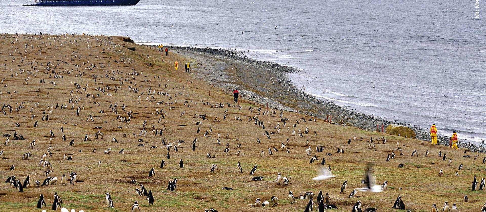 Penguins on Magdalena Island